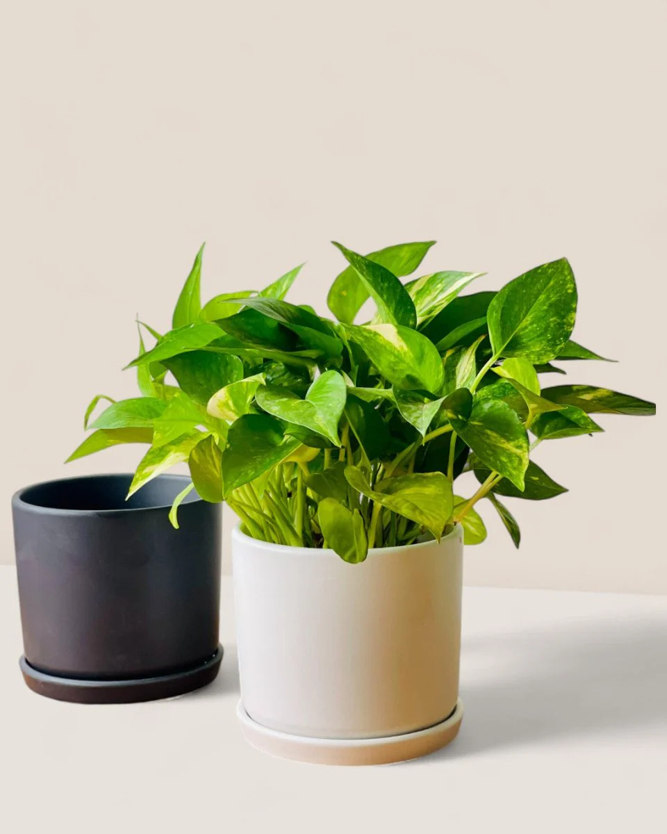 Abigail Pot with Tray - Image 2