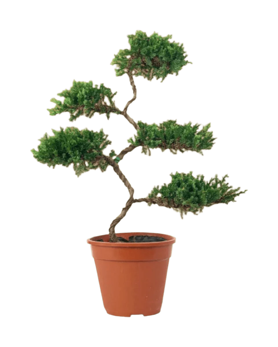 Abundance Juniper Bonsai Tree (5-tier) - Image 10