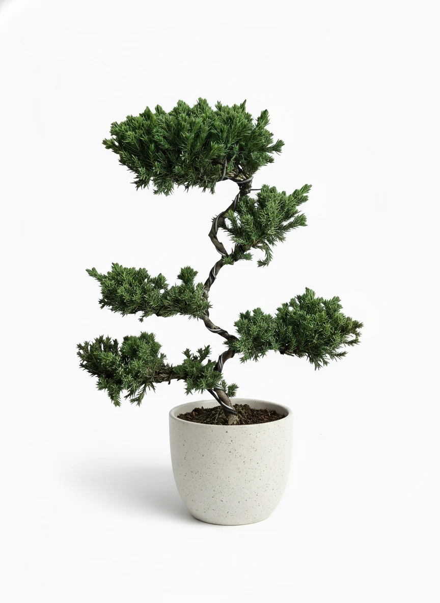 Abundance Juniper Bonsai Tree (5-tier) - Image 6