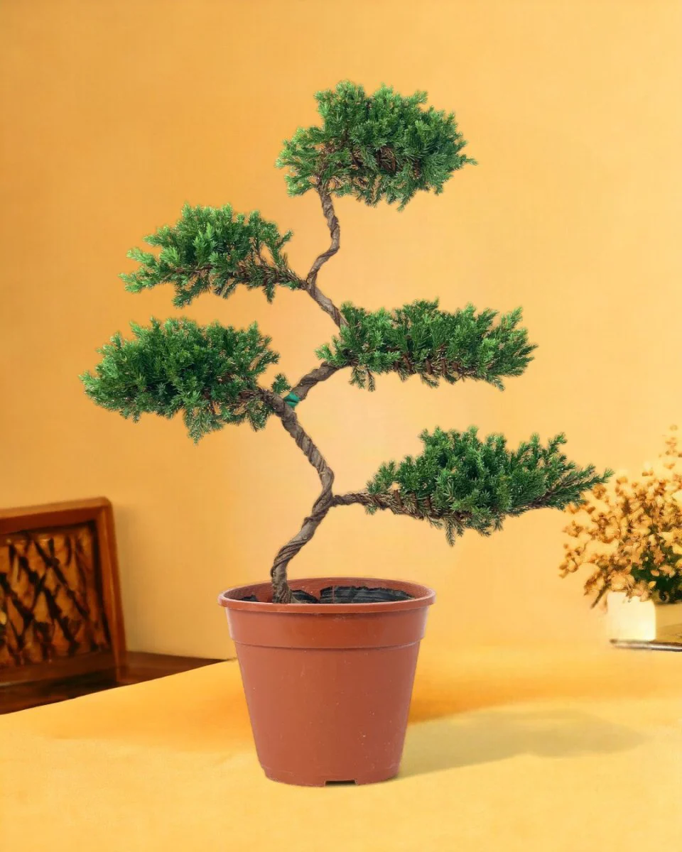 Abundance Juniper Bonsai Tree (5-tier) - Image 8