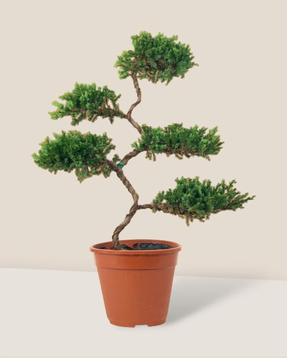 Abundance Juniper Bonsai Tree (5-tier) - Image 9