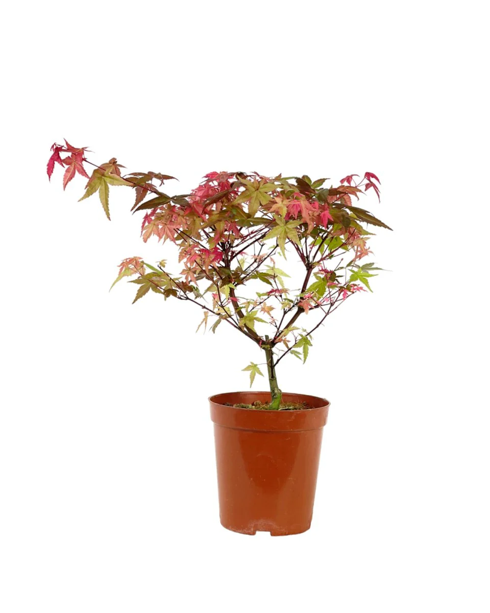 Acer Palmatum Maple Bonsai (Japan) - Image 2