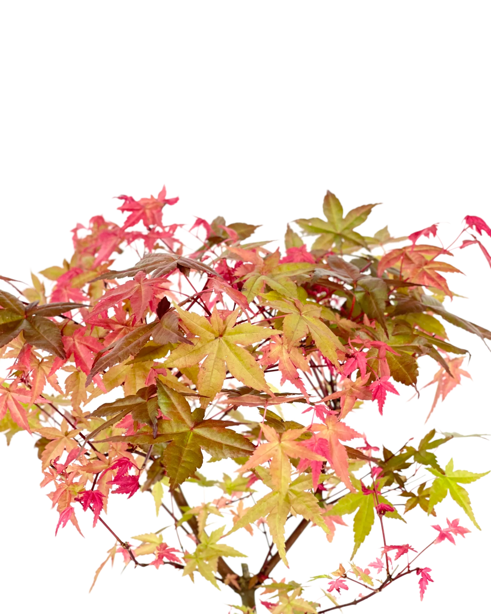 Acer Palmatum Maple Bonsai (Japan) - Image 3