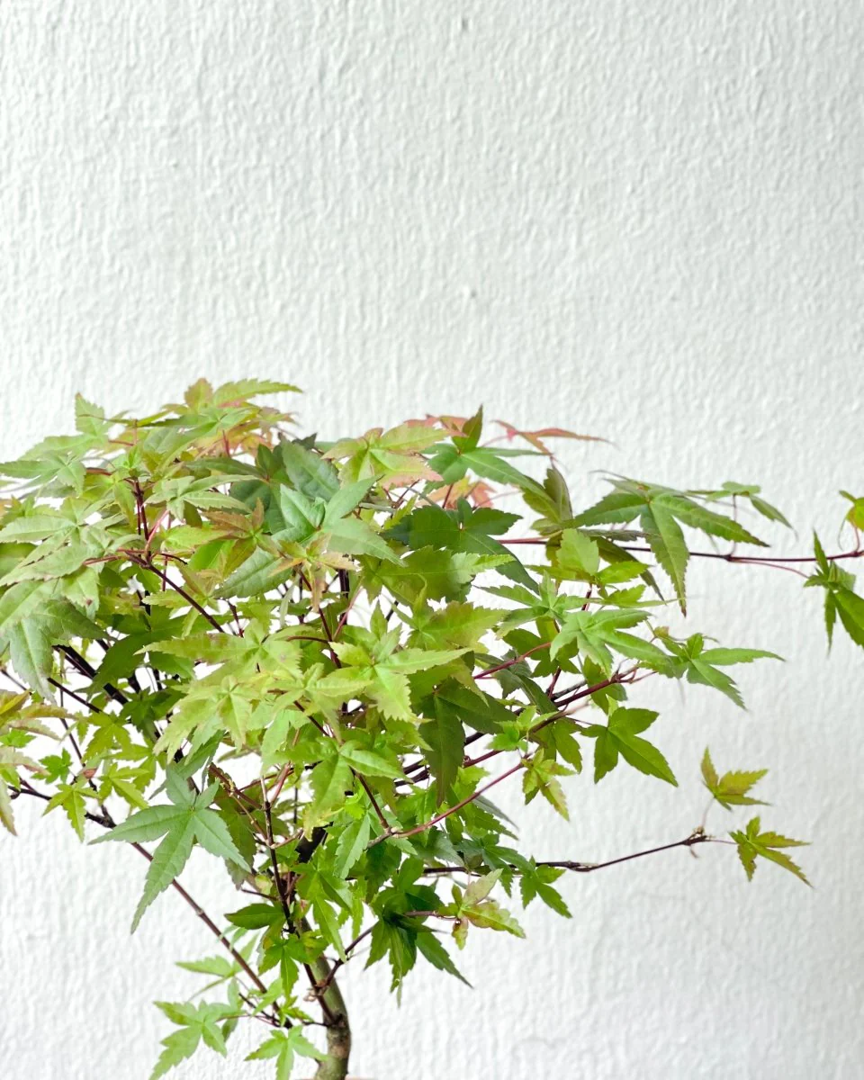 Acer Palmatum Maple Bonsai (Japan) - Image 4