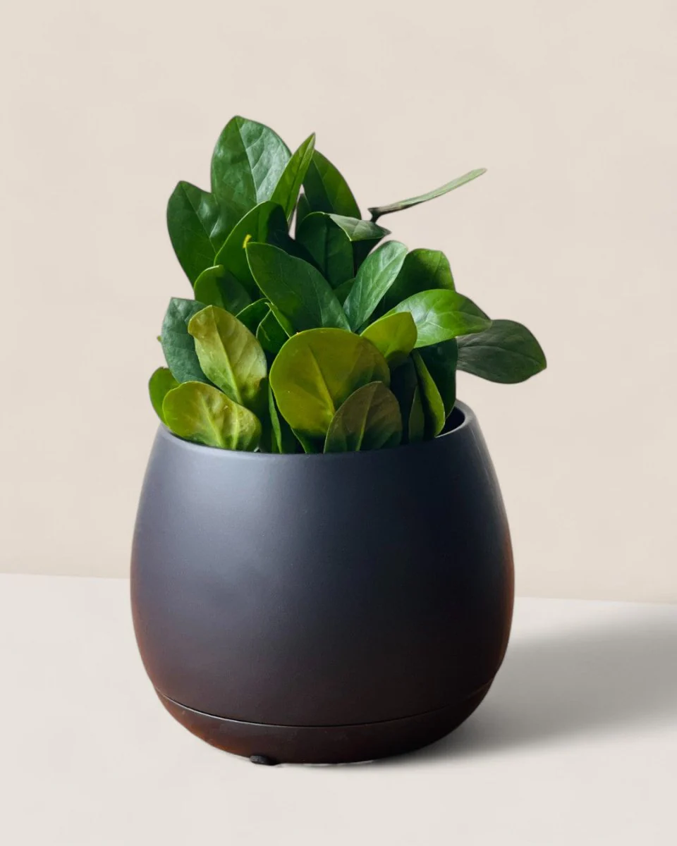 Addie Planter - Image 3