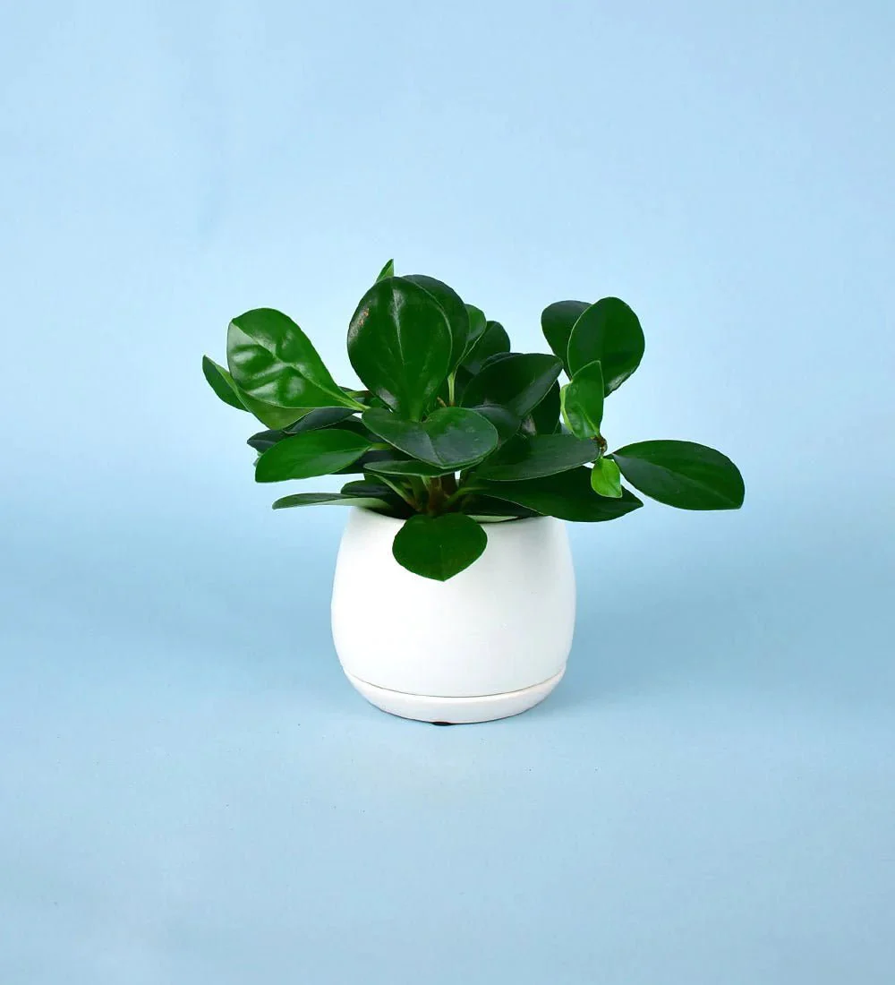 Addie Planter - Image 6