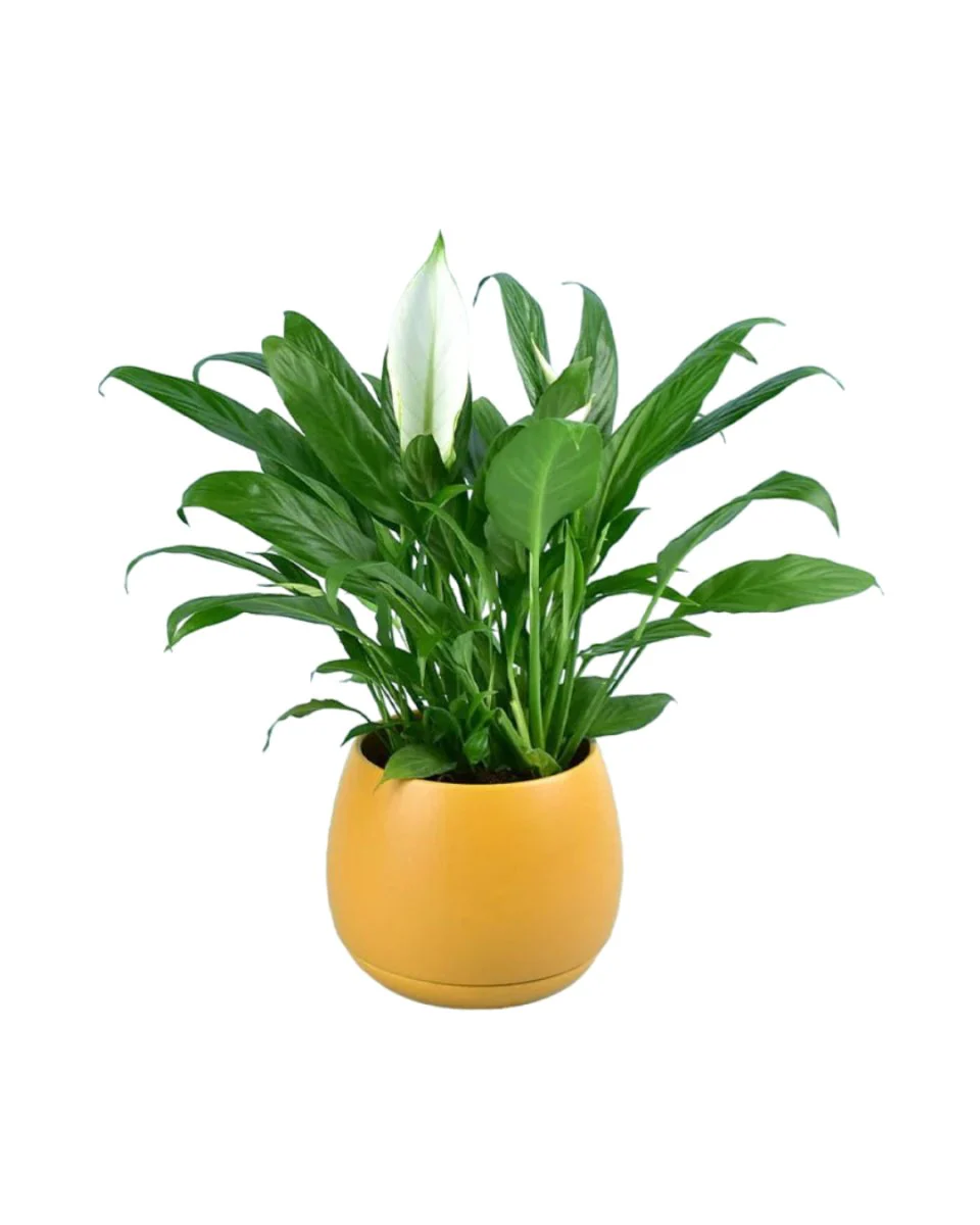 Addie Planter - Image 8