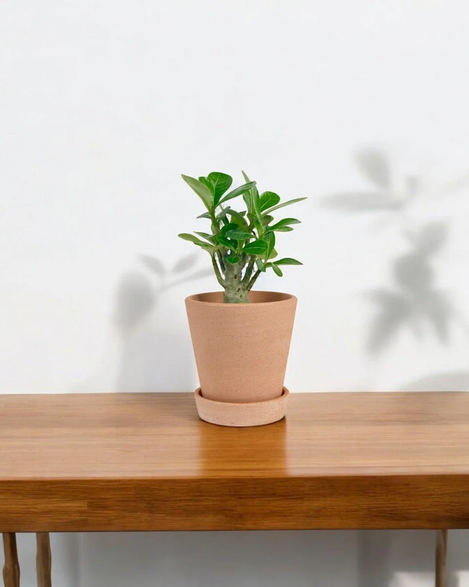Adenium Desert Rose Plant - Image 10