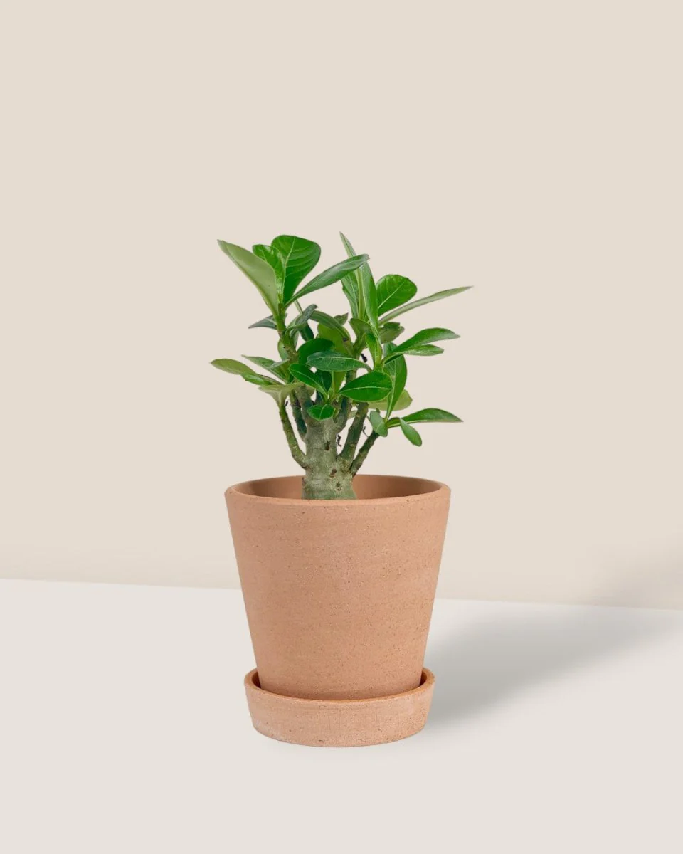 Adenium Desert Rose Plant - Image 11
