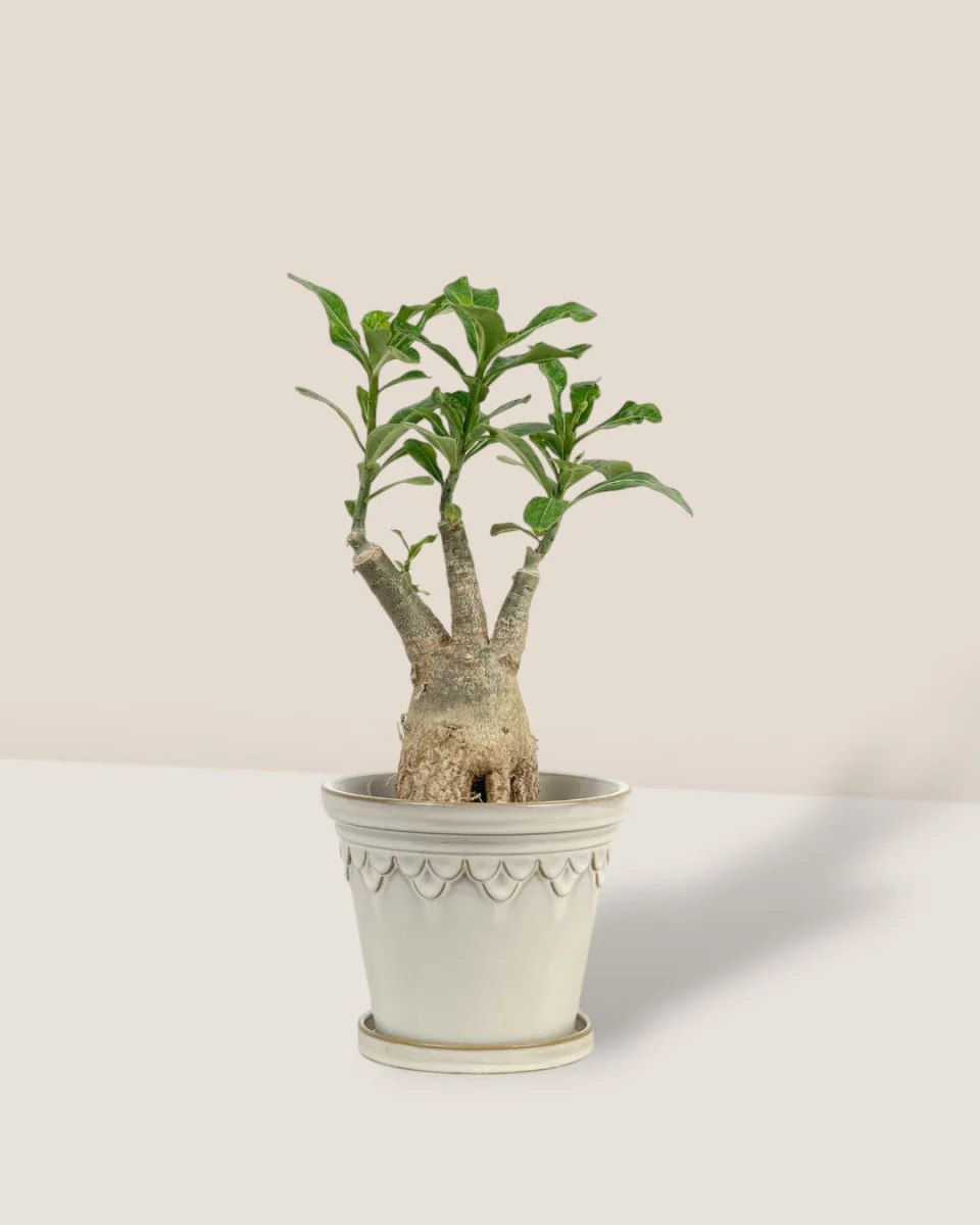 Adenium Desert Rose Plant - Image 12