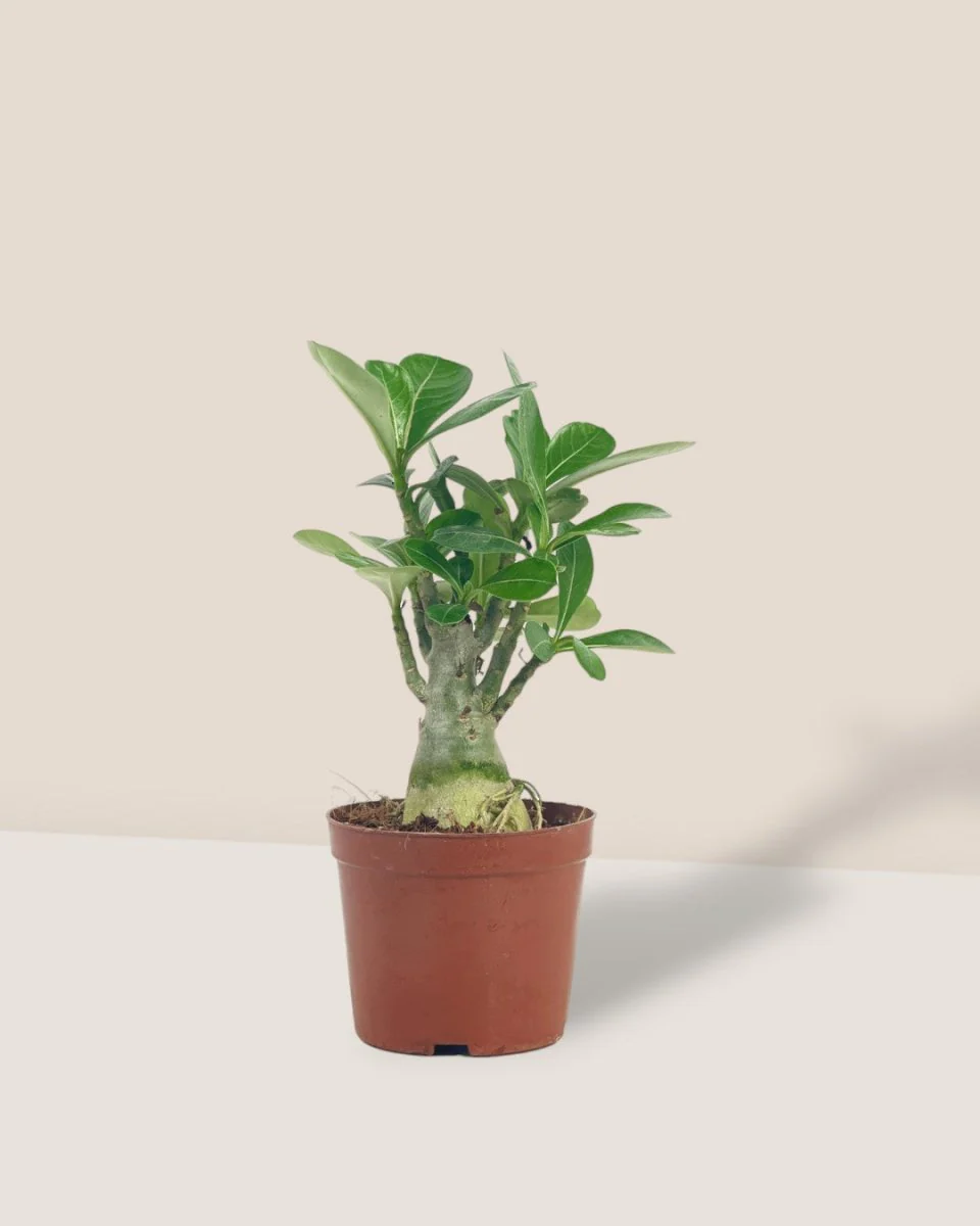 Adenium Desert Rose Plant - Image 13