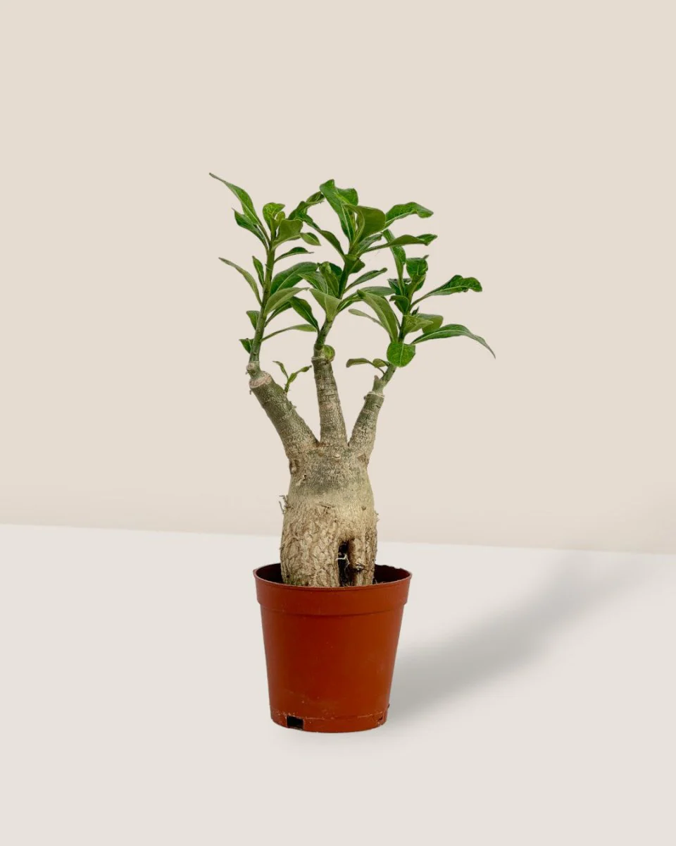Adenium Desert Rose Plant - Image 14