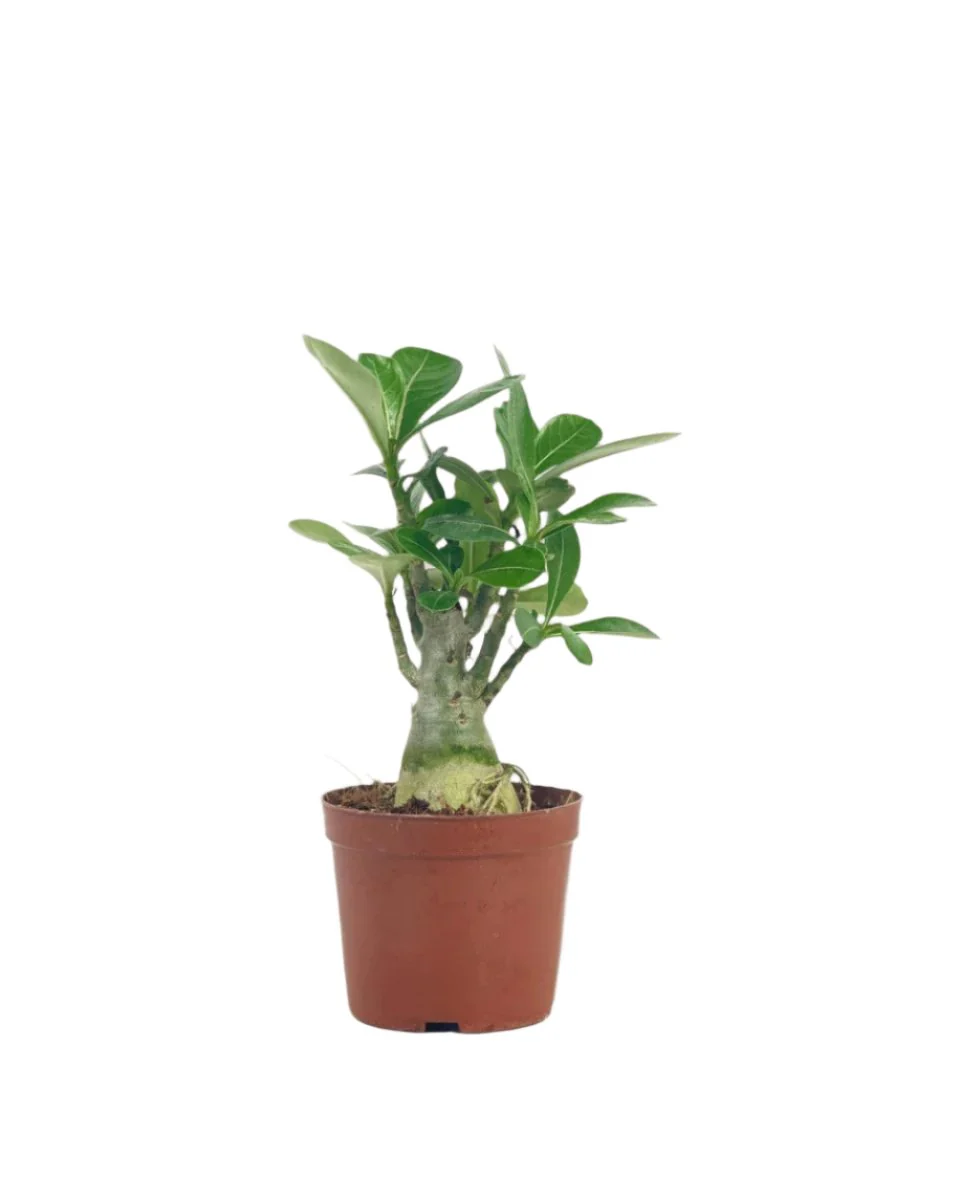 Adenium Desert Rose Plant - Image 15