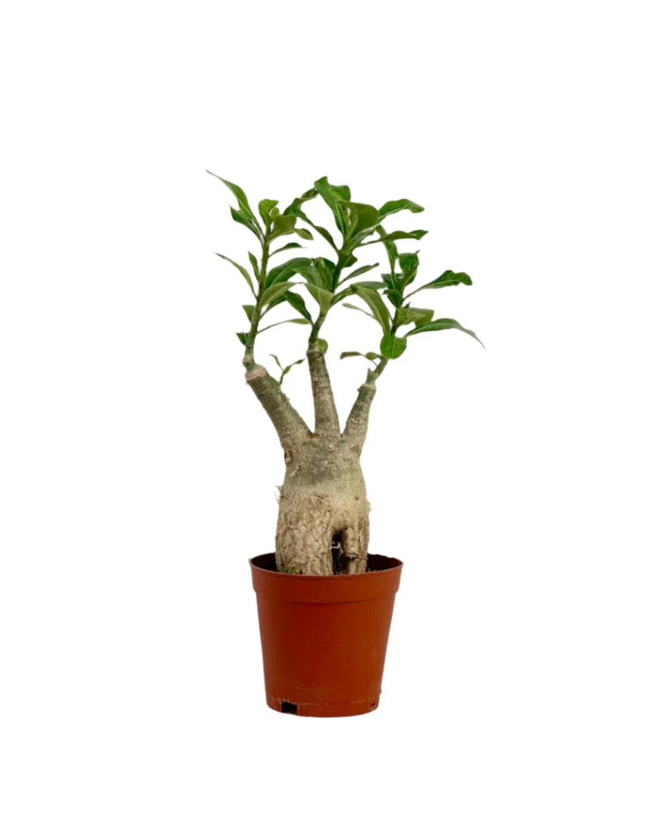 Adenium Desert Rose Plant - Image 16