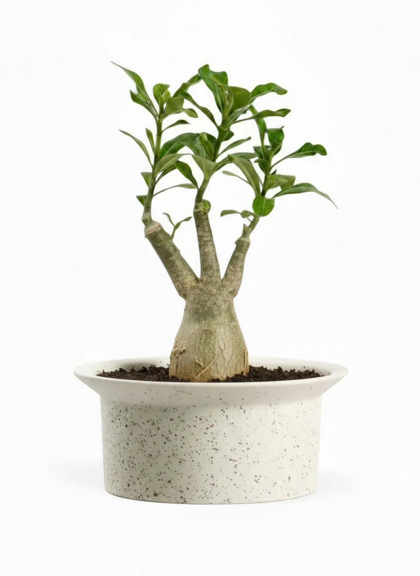 Adenium Desert Rose Plant - Image 5