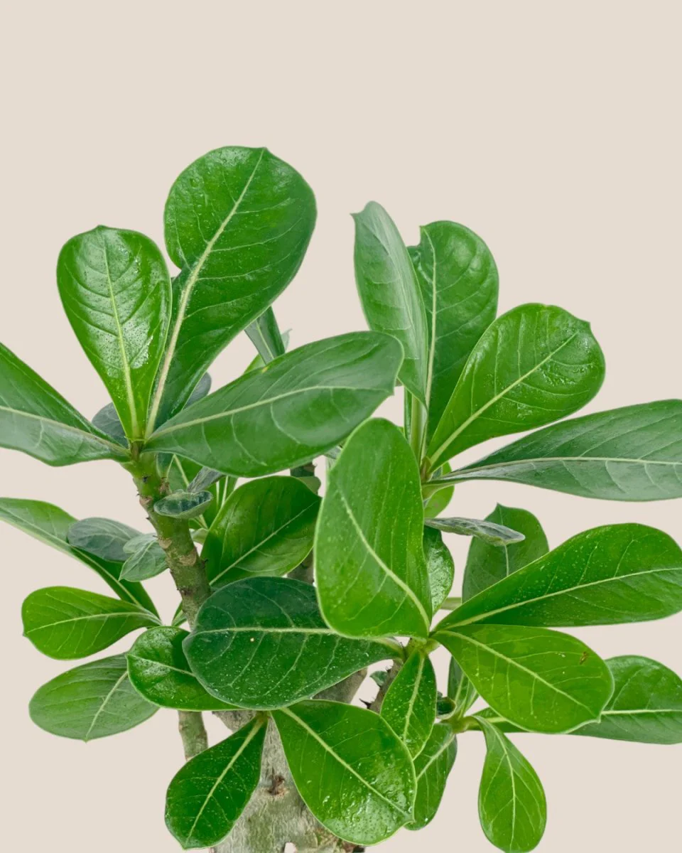 Adenium Desert Rose Plant - Image 7