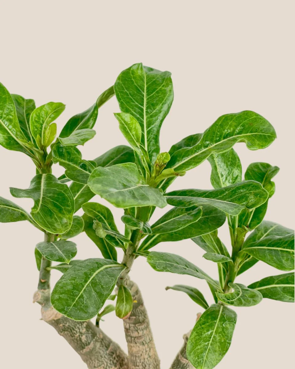 Adenium Desert Rose Plant - Image 8