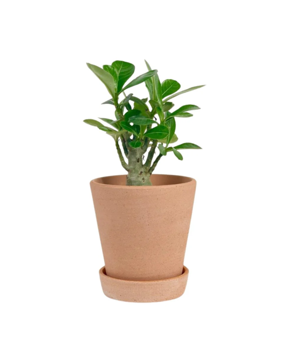 Adenium Desert Rose Plant - Image 9
