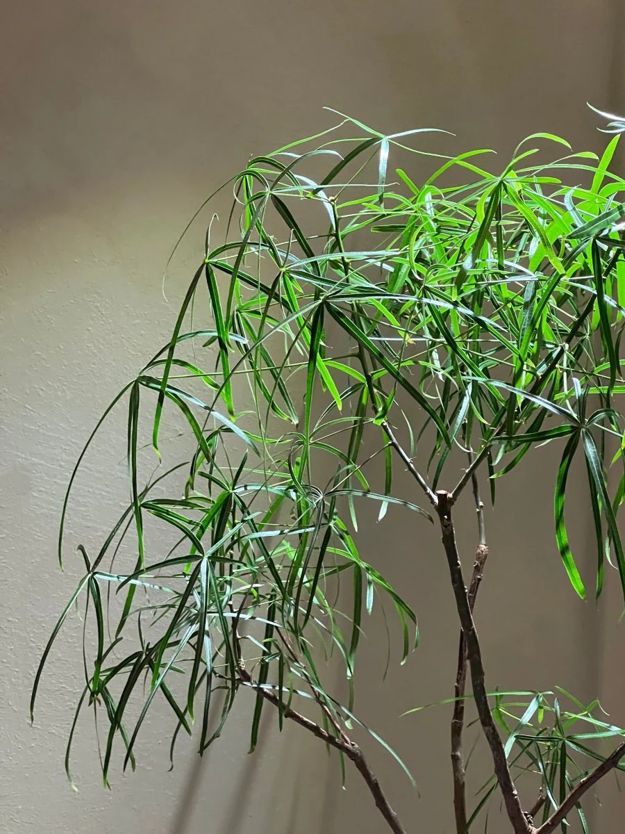 Helio Plant Grow Lights - Image 23