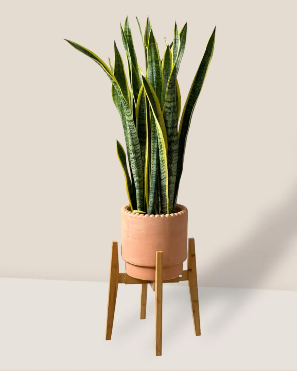 Adjustable Wood Stand - Image 10