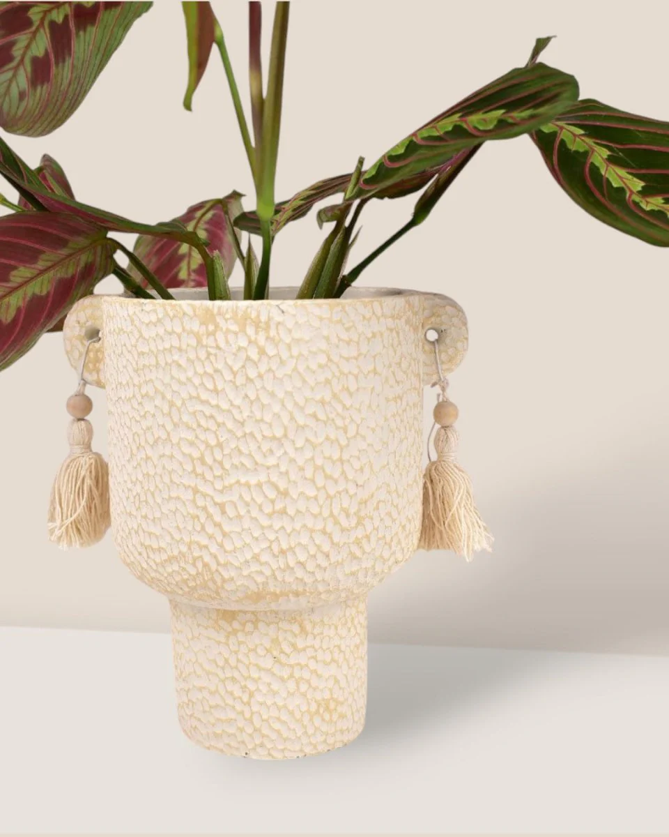 Adorned Planter - Image 3