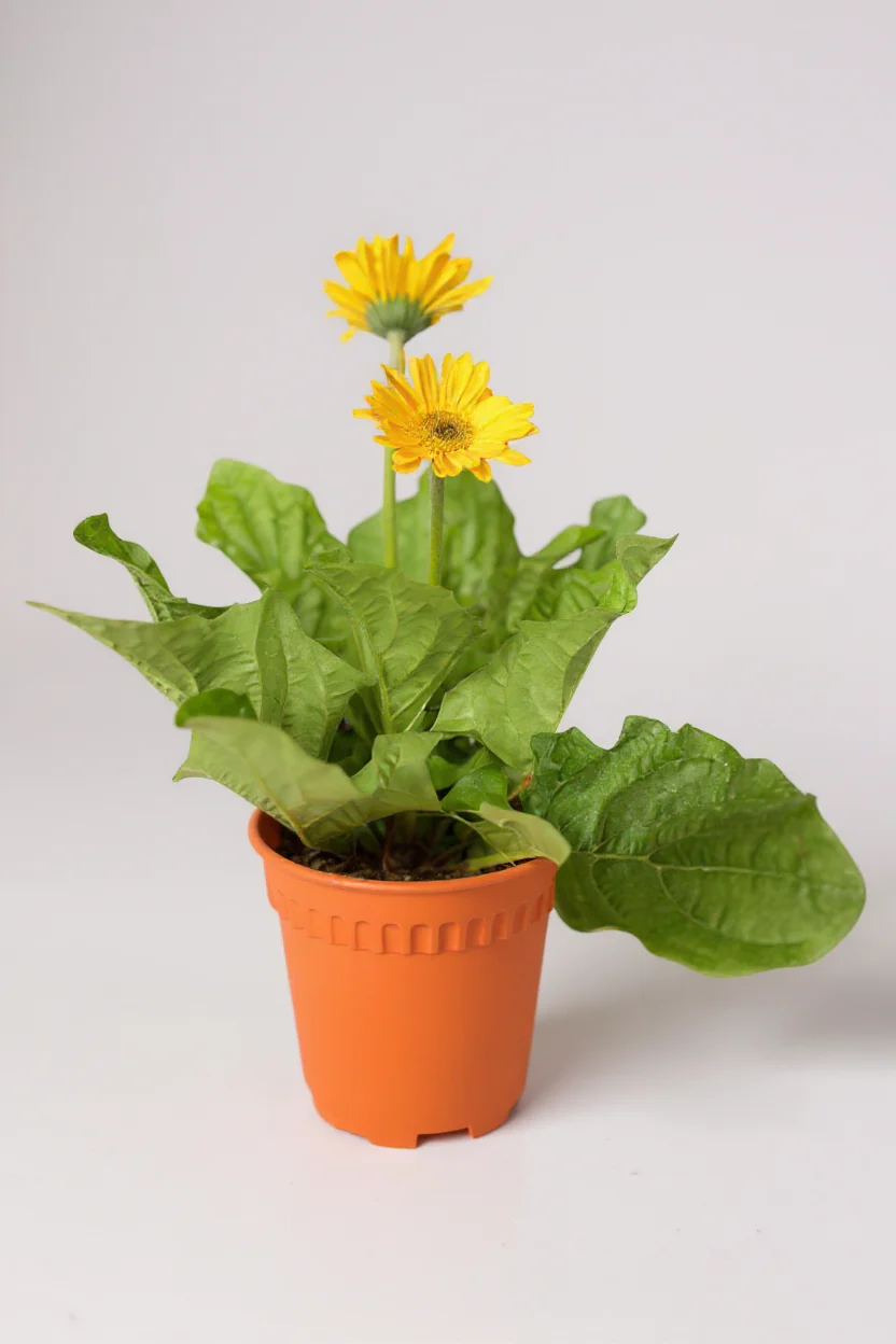 African Daisy - Image 3
