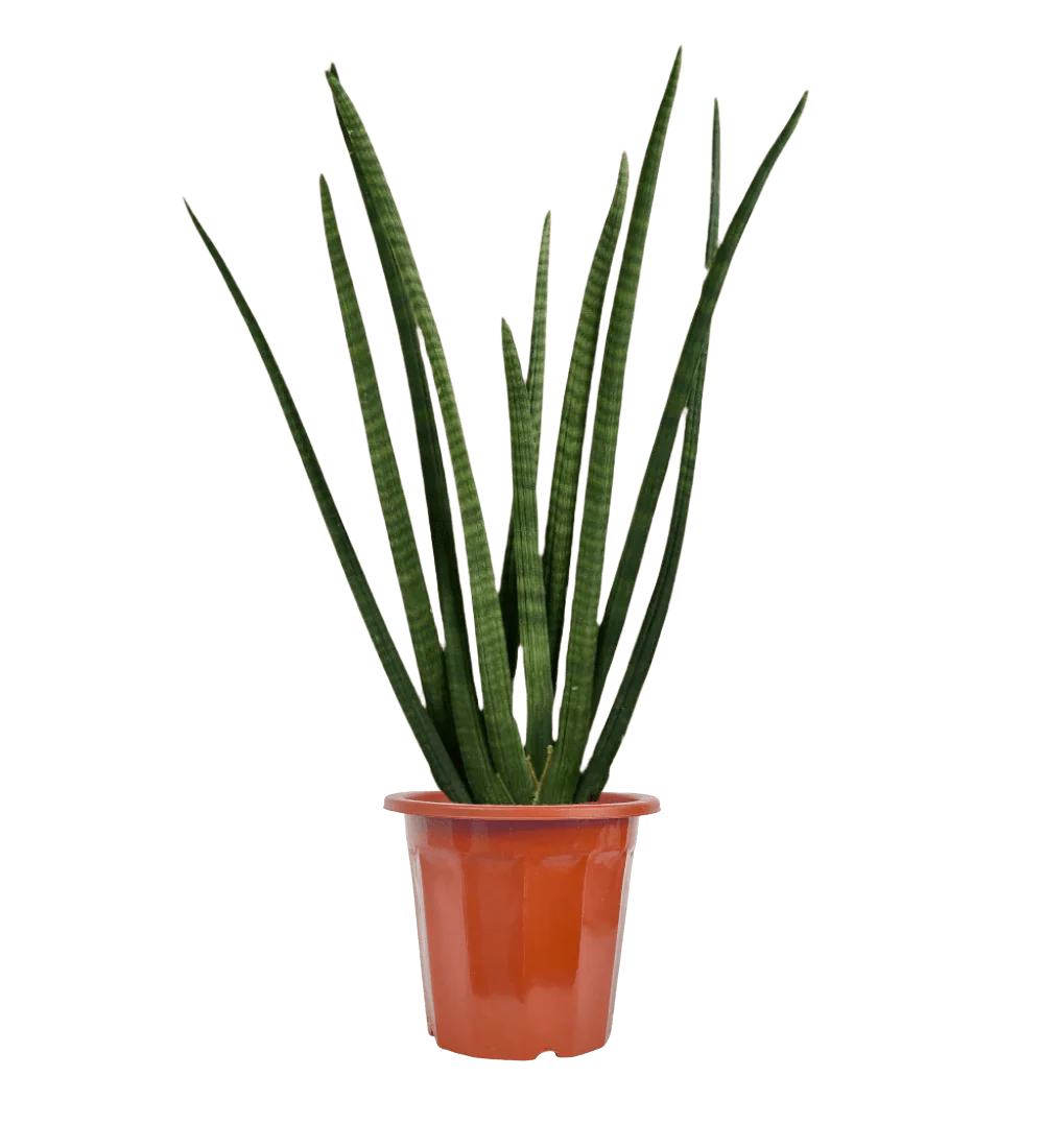 African Spear Plant - Image 10
