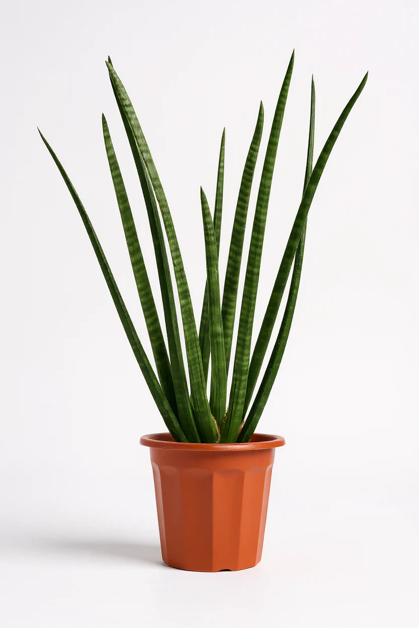 African Spear Plant - Image 5