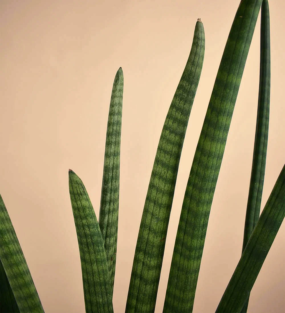 African Spear Plant - Image 6