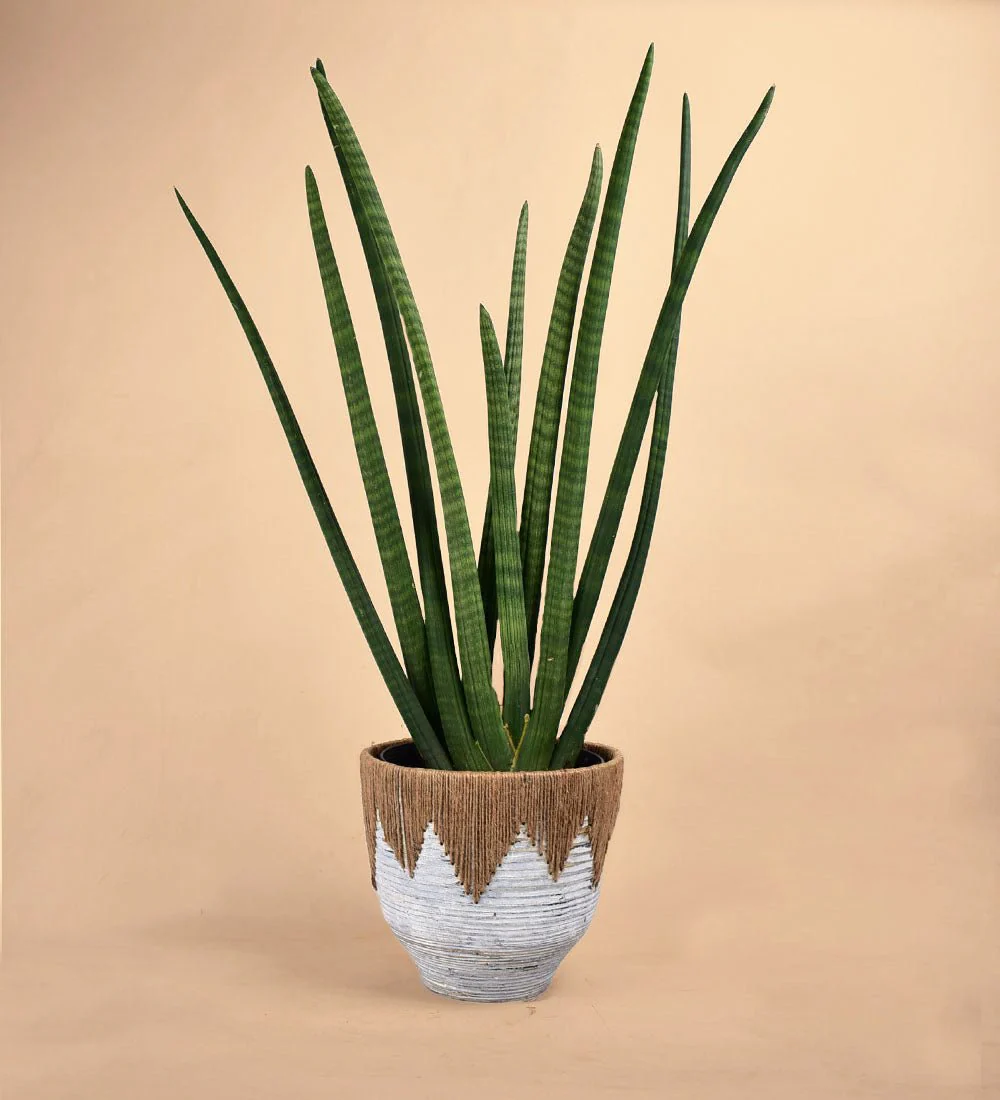 African Spear Plant - Image 7