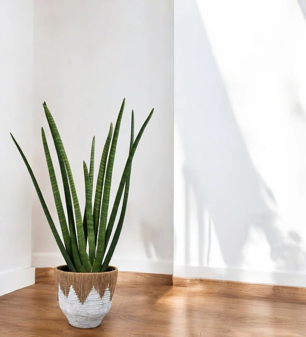 African Spear Plant - Image 8