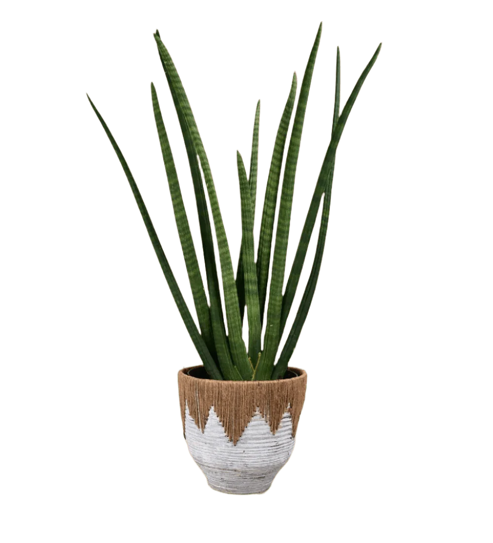 African Spear Plant - Image 9