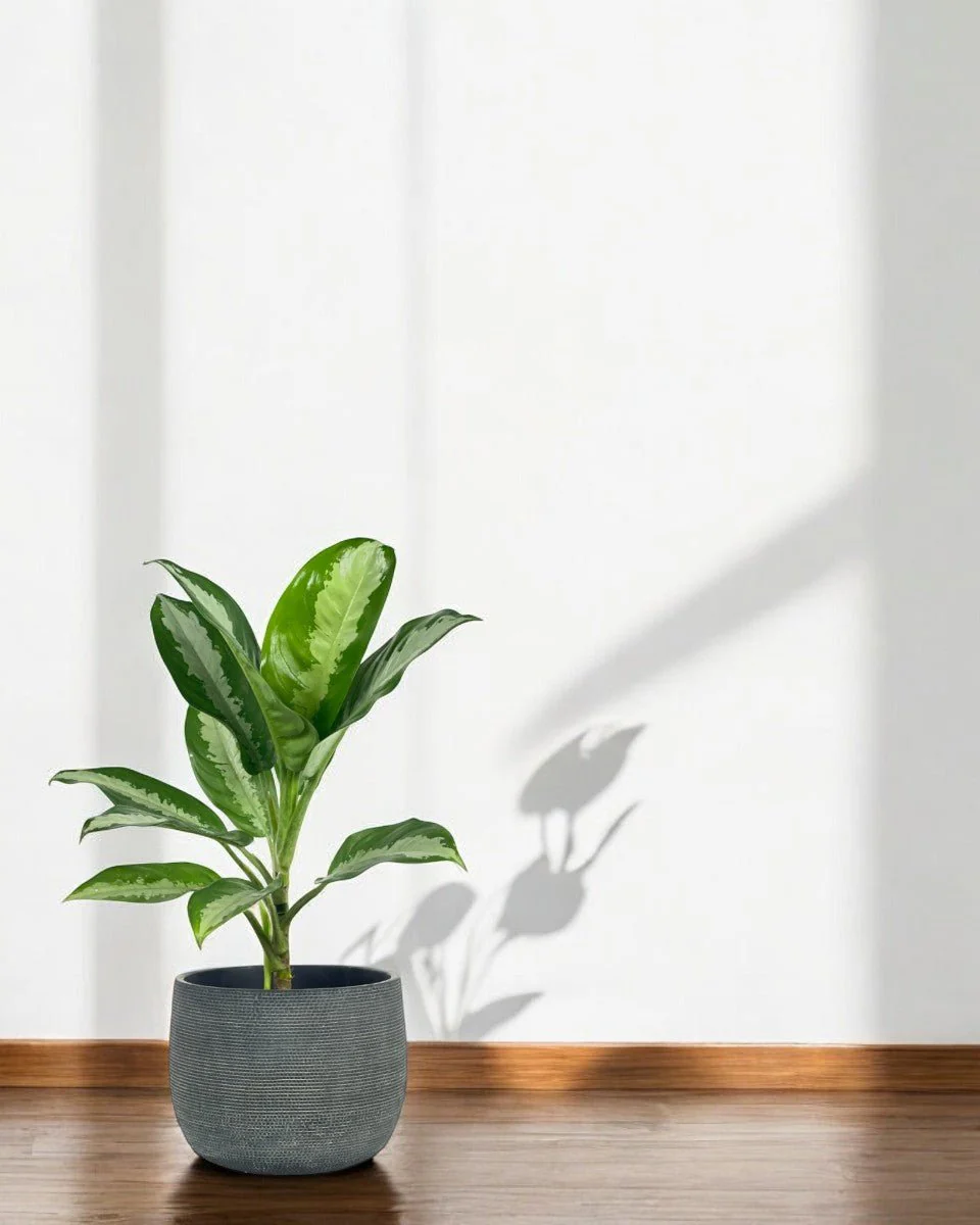 Aglaonema Pattaya Beauty - Image 10