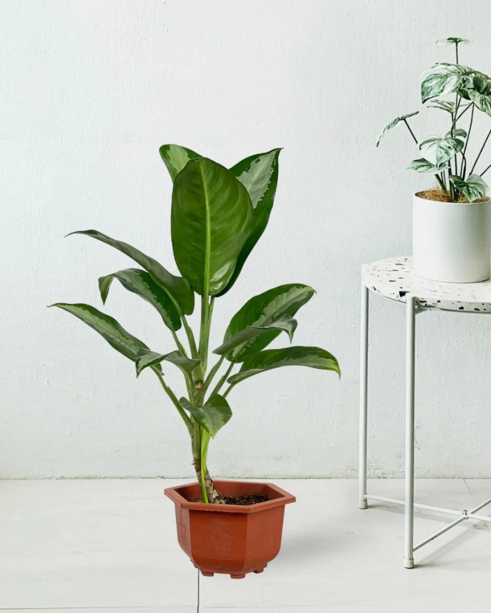 Aglaonema Pattaya Beauty - Image 11