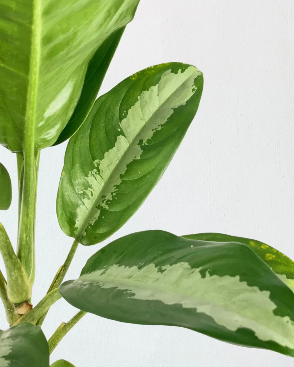Aglaonema Pattaya Beauty - Image 12