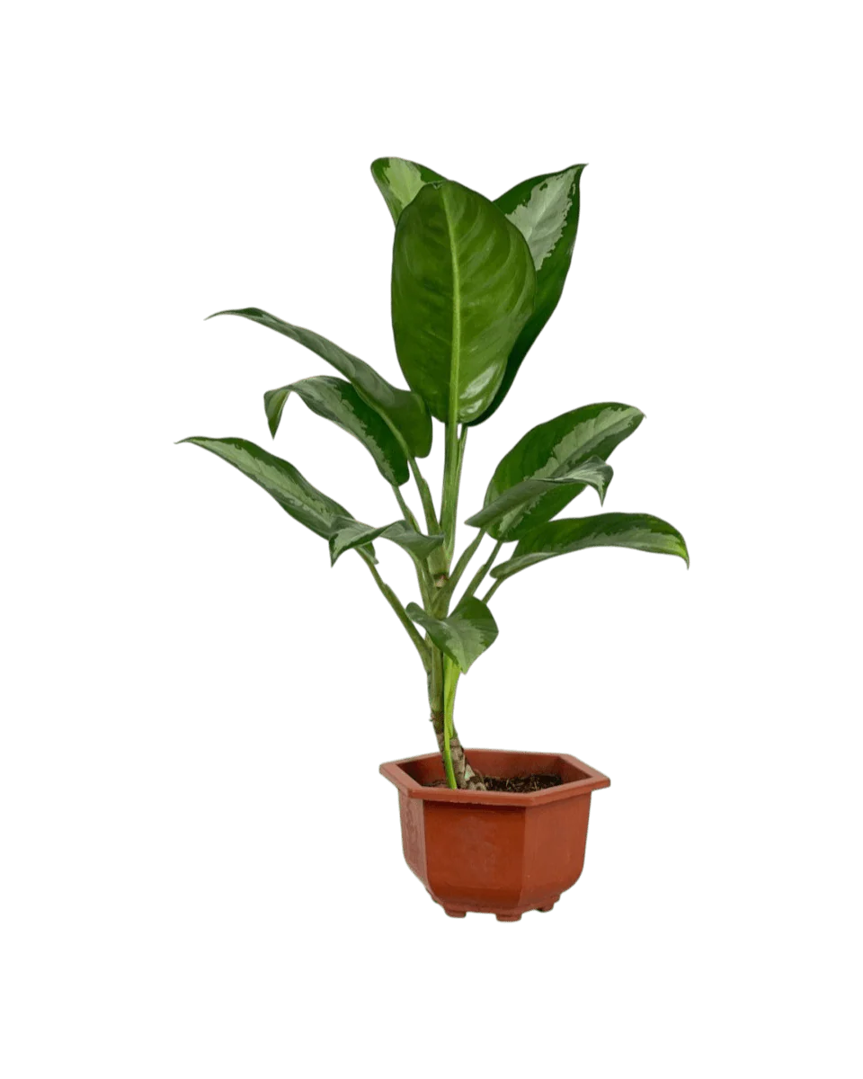 Aglaonema Pattaya Beauty - Image 13