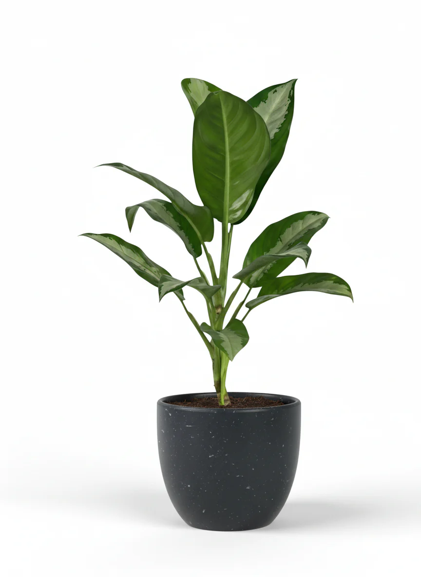 Aglaonema Pattaya Beauty - Image 7