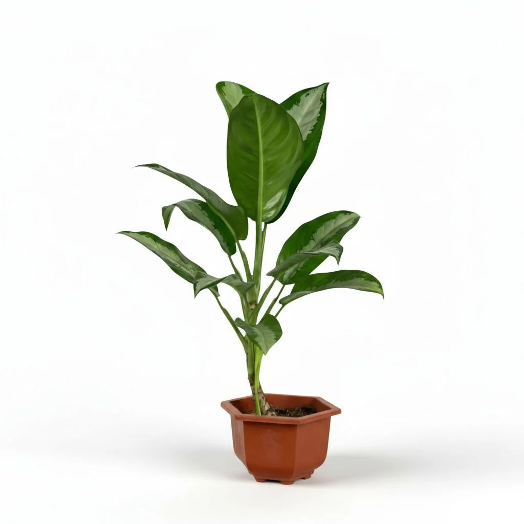 Aglaonema Pattaya Beauty - Image 8