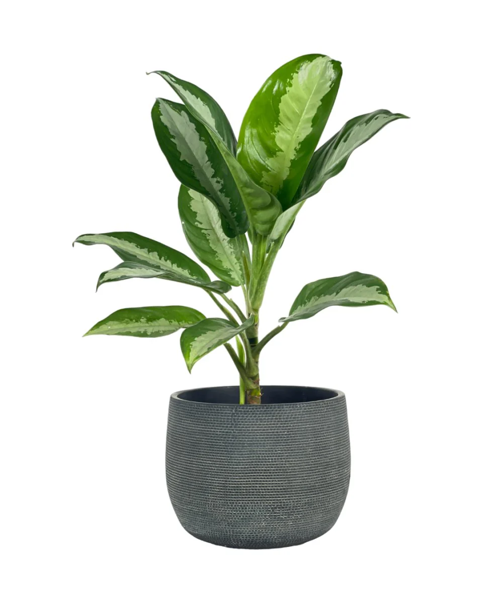 Aglaonema Pattaya Beauty - Image 9