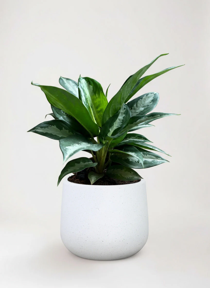 Aglaonema Pattaya Diamond Baby - Image 8