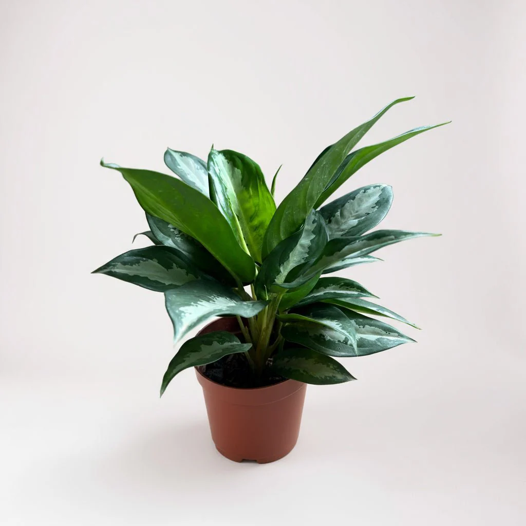 Aglaonema Pattaya Diamond Baby - Image 9
