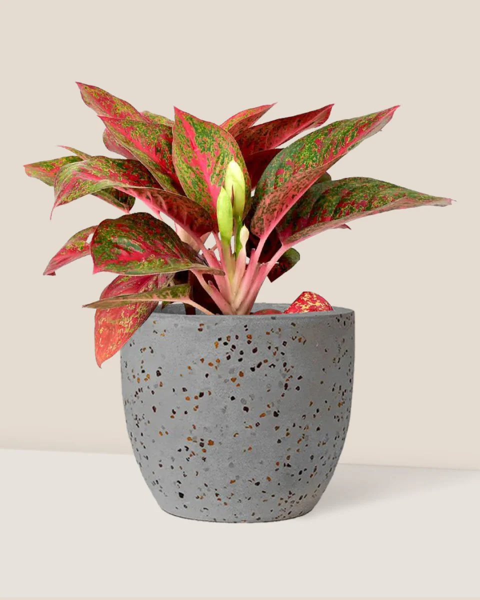 Aglaonema Pink (Pink Stems) - Image 3
