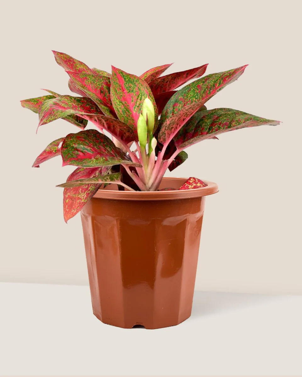 Aglaonema Pink (Pink Stems) - Image 4