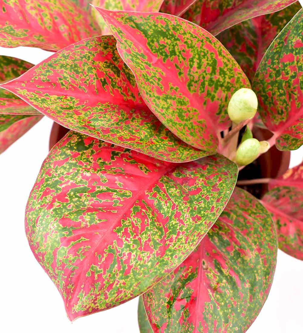 Aglaonema Pink (Pink Stems) - Image 5