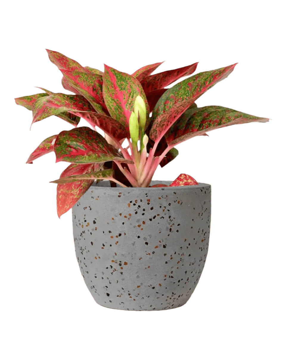 Aglaonema Pink (Pink Stems) - Image 6