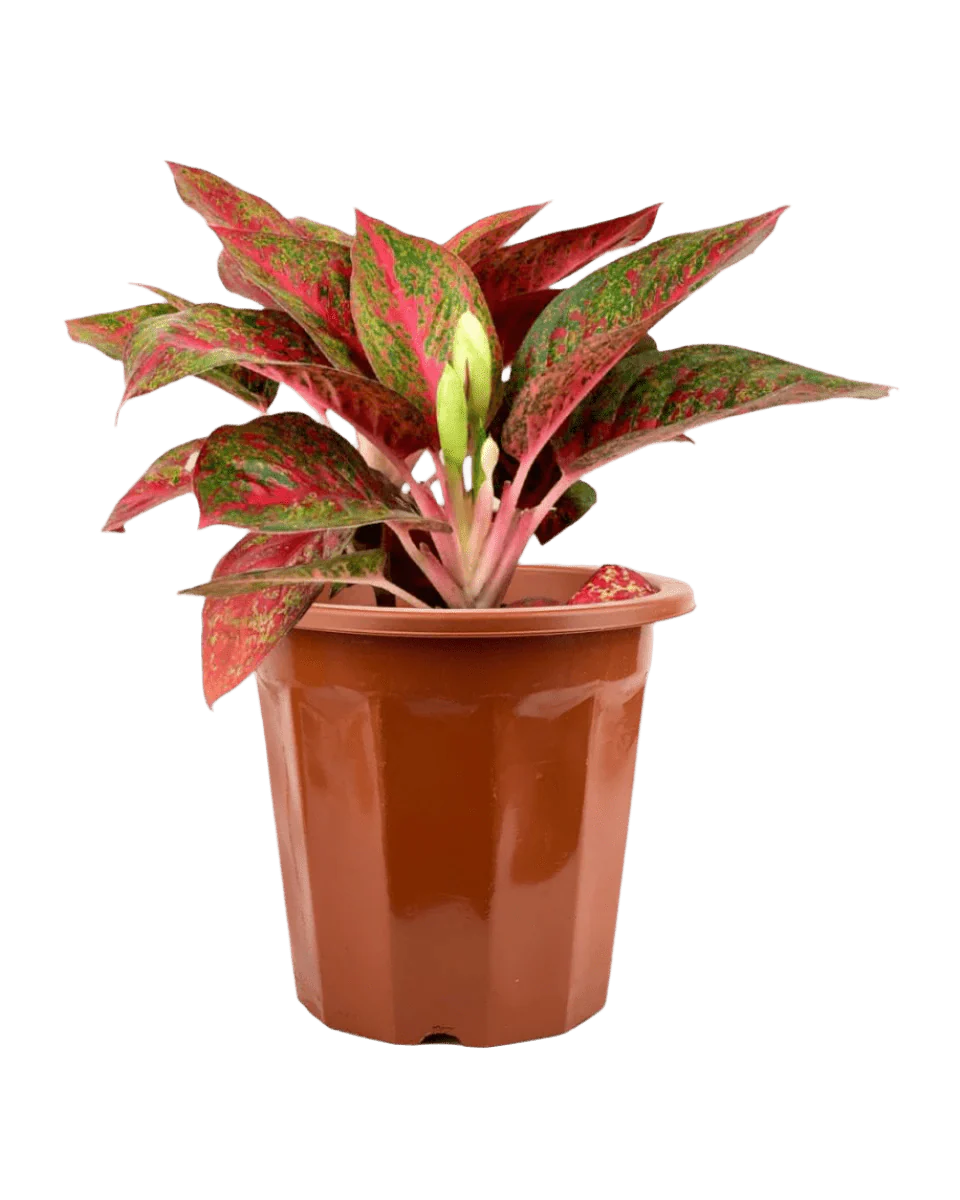 Aglaonema Pink (Pink Stems) - Image 7