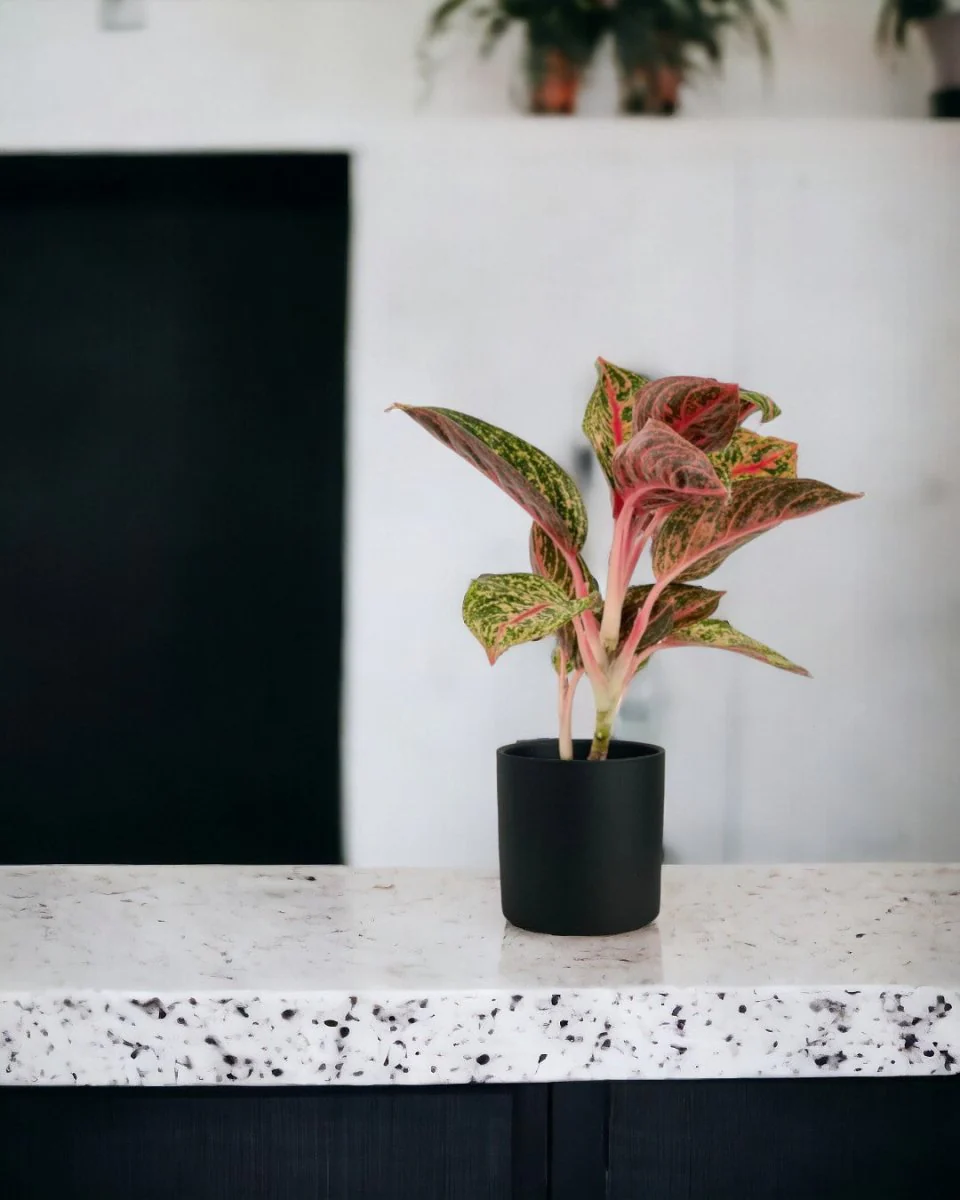 Aglaonema Pride of Sumatra - Image 2