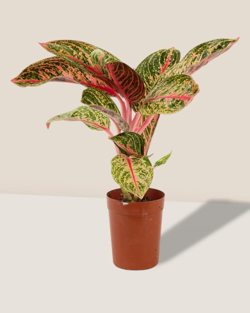 Aglaonema Pride of Sumatra - Image 3