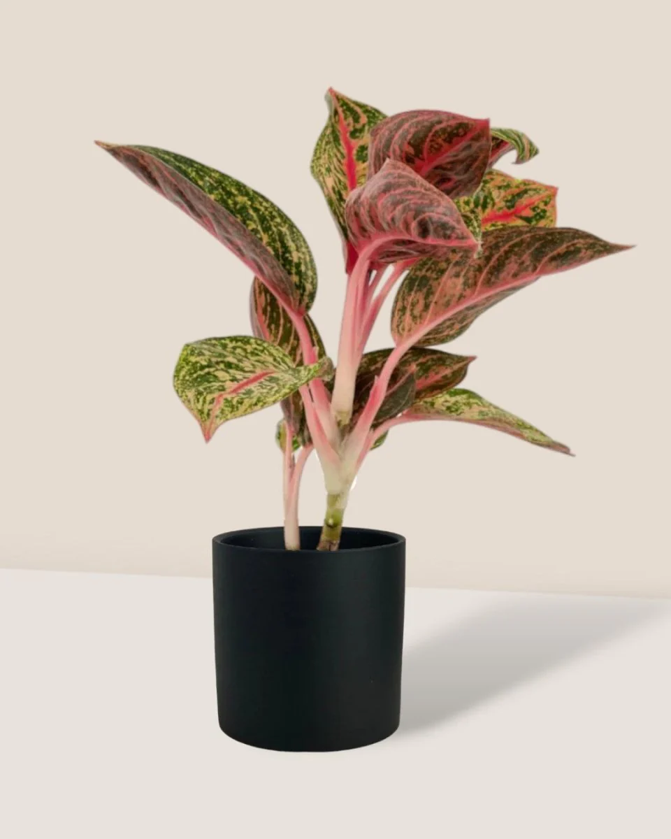 Aglaonema Pride of Sumatra - Image 4