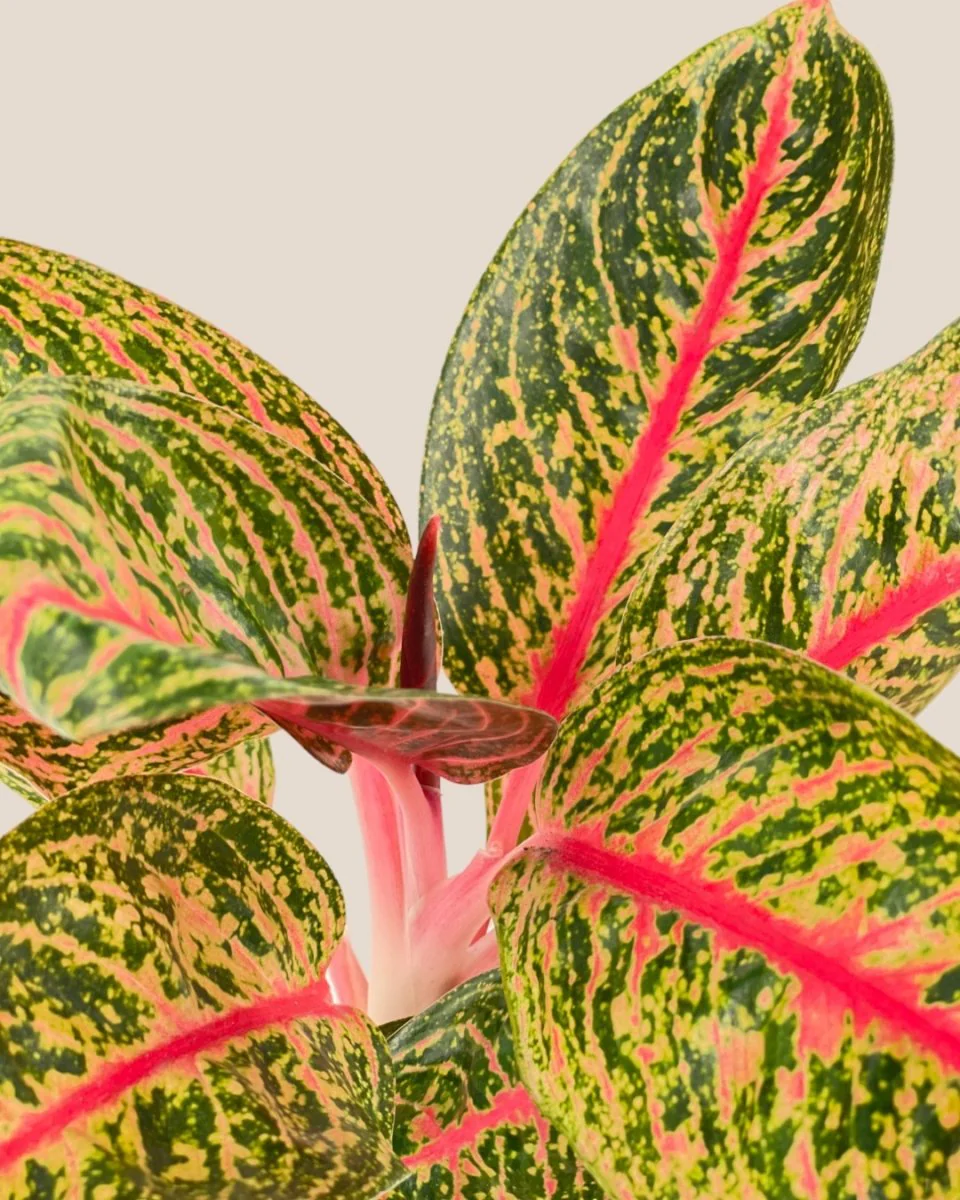 Aglaonema Pride of Sumatra - Image 5